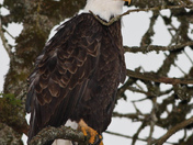 Ridgefield NAtional Wildlife Refuge