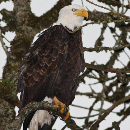 Ridgefield NAtional Wildlife Refuge