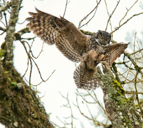 Ridgefield National Wildlife Refuge