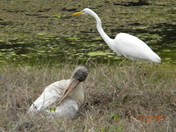 Everglades National Park