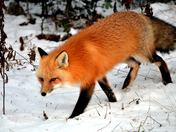 White Mountain National Forest