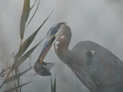 Bombay Hook National Wildlife Refuge