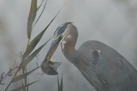 Bombay Hook National Wildlife Refuge