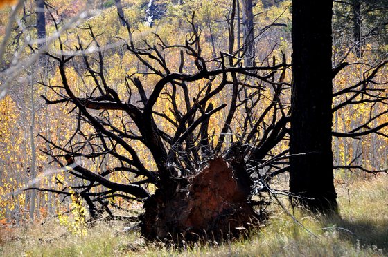 Zion National Park