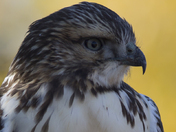 Red-tailed Hawk