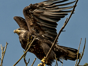 Ridgefield National Wildlife Refuge