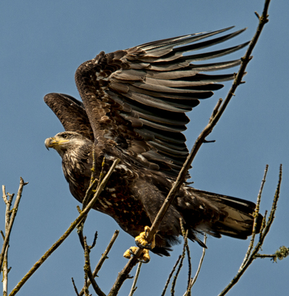 Ridgefield National Wildlife Refuge