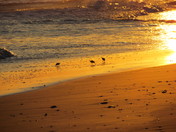 Chincoteague National Wildlife Refuge