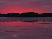 Chincoteague National Wildlife Reserve