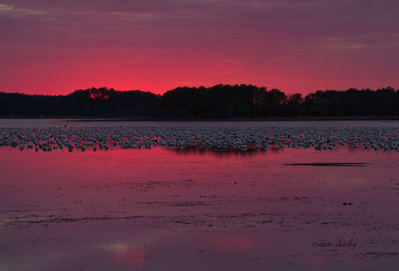 Chincoteague National Wildlife Reserve