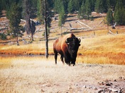 Yellowstone National Park