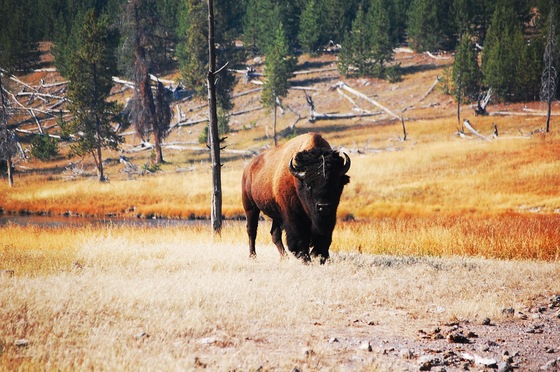 Yellowstone National Park