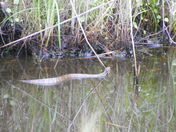 Back Bay Wildlife Refuge. Sandbridge,Va