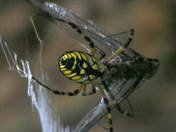Back Bay Wildlife Refuge
