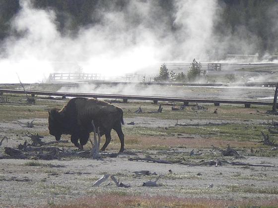 Yellowstone National Park