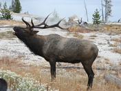 Yellowstone National Park