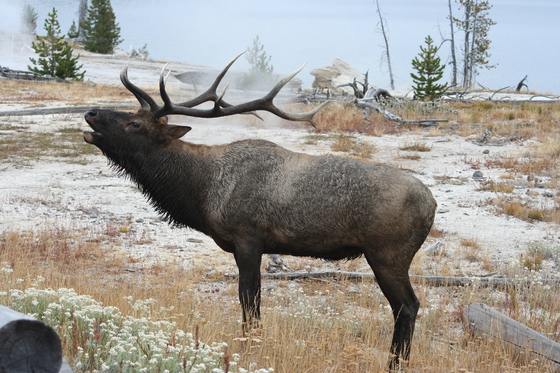Yellowstone National Park