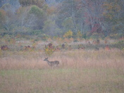 Great Smoky Mountains National Park