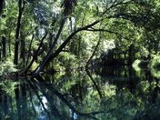 Silver Springs Ocala Florida