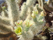 Joshua Tree National Park