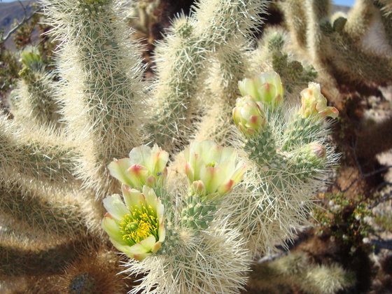 Joshua Tree National Park