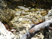 Biscayne national park 