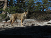 Yosemite National Park