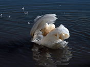 Swan Family-02