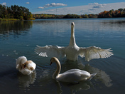 Swan Family-02