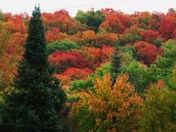 Canadian Fall Leaves