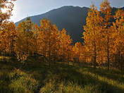 White River Nat'l Forest