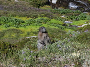 Mount Rainier National Park