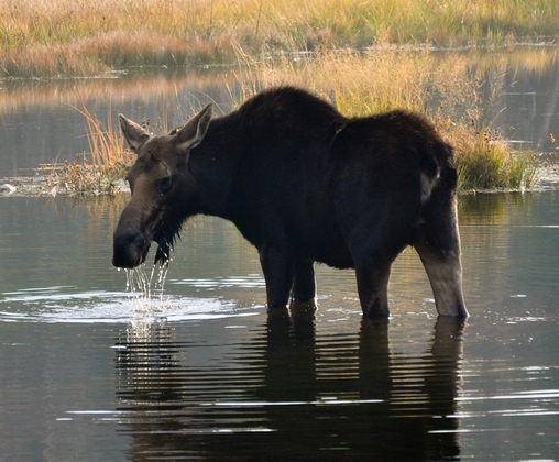 Grand Teton National Park