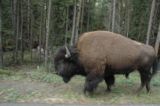 Yellowstone National Park, Wyoming