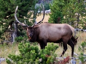 Yellowstone National Park