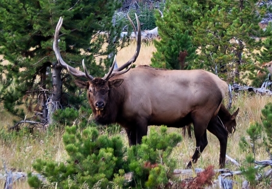 Yellowstone National Park
