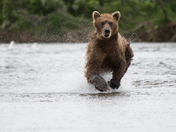 Katmai National Park & Preserve