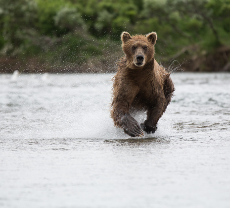 Katmai National Park & Preserve