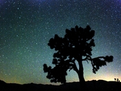 Joshua Tree National Park