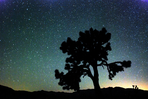 Joshua Tree National Park