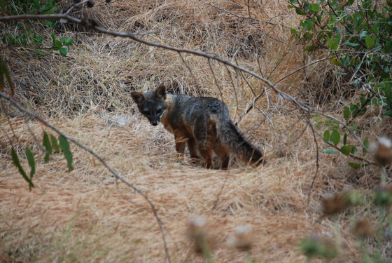Channel Islands National Park