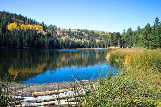 Dixie Natioanl Forest