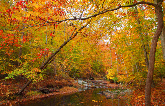 Prince William Forest Park