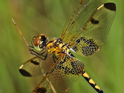 Piedmont National Wildlife Refuge