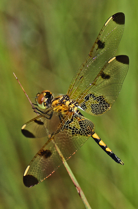 Piedmont National Wildlife Refuge