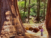Sequoia National Park