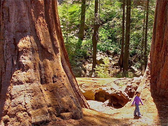 Sequoia National Park