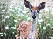 Shenandoah National Park