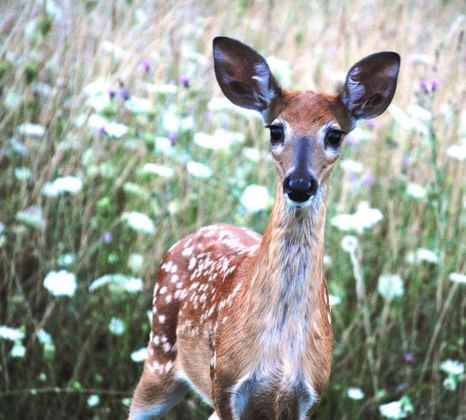 Shenandoah National Park