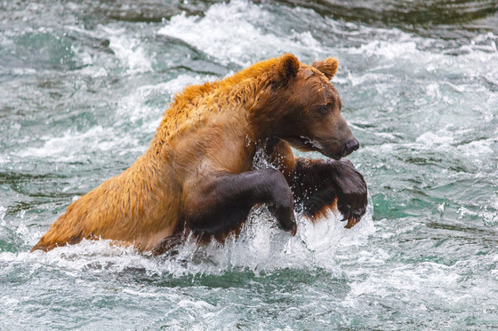 Katmai National Park
